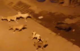 Tunceli De Domuz Ve Kopeklerin Yiyecek Kavgasi
