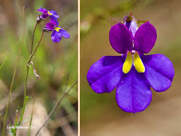 Image result for Monopsis