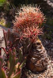 Image result for Boophone