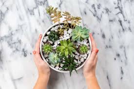 In addition, succulents look stunning planted alone or accommodated in such a way that looks like a small garden, because the color and foliage variation in. How To Make An Easy Succulent Container Garden