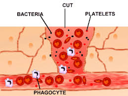 A plug connects a device to the mains electricity supply. Gcse Biology Blood Clots