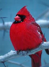 Water Birds Of Northern Indiana Blizzard Cardinal At Dusk Pretty Birds Colorful Birds Red Birds