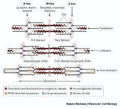 Pin By Jessica Joyce On Systems Musculoskeletal Biology Cell Biology Molecular