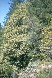 Image result for Daknopholis