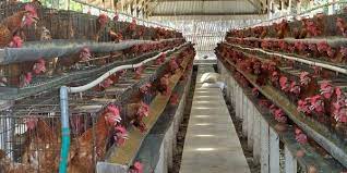 Peluang Usaha Ternak Ayam Dan Analisa Usahanya Toko Mesin Maksindo