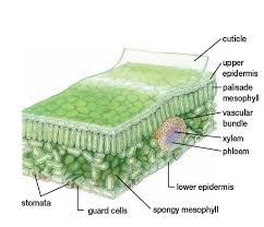 Pin On Science Illustration