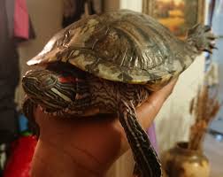 Factors that can affect how pet turtles can survive without food. Does Your Turtle Bask And Sleep In Your Hand Too Turtle
