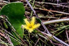 Image result for Nymphoides thunbergiana