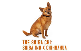 I am not sure what, that's not important. Shiba Inu Chihuahua Mix Information And Facts My First Shiba Inu