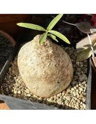 Image result for Pyrenacantha kirkii