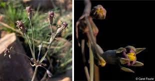 Image result for Tulbaghia acutiloba