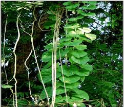 Image result for Tinospora