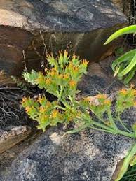 Image result for Kalanchoe lanceolata