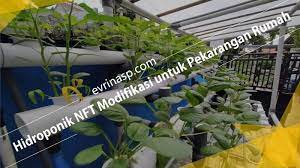 Hidroponik Nft Modifikasi Untuk Pekarangan Rumah
