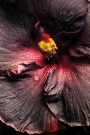 Image result for Hibiscus noldeae