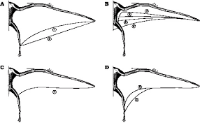 We did not find results for: The Extent Of The Pterosaur Flight Membrane