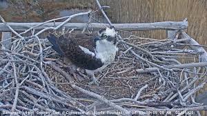 Osprey Cam | Barnegat Light | Conserve Wildlife Foundation of NJ