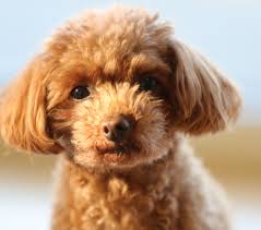 The body guide sort of looks like a drumstick. Toy Poodle Facts And Information Petcoach