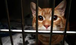 ankara kedi barinaklari yenimahalle kedi hayvanlari blog