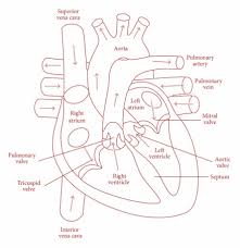 Check spelling or type a new query. Human Heart Working Explained Notes On Class 10th Biology Edusaint Courses