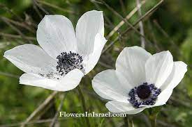 Anemone Coronaria Crown Anemone כלנית מצויה شقائق النعمان Anemone Flowers Plants
