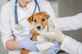 Canine parvovirus (also referred to as cpv, cpv2, or parvo) is a contagious virus mainly affecting dogs. Alles Rund Um Impfungen Beim Hund I Deinetierwelt Magazin