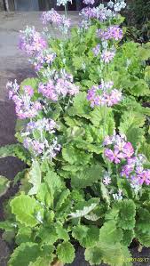 Image result for Anagallis gracilipes