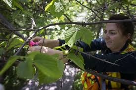 How to identify a mulberry tree. Helping Rare Red Mulberry Tree Hang On The Star