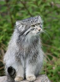 pallas cat otocolobus manul parken zoo gallery pallas s cat small wild cats cats
