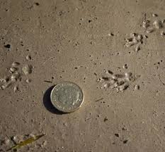 Therefore, if you have tracks in the snow leading out of your house, you have mice. Identify Tracks The Wildlife Trusts
