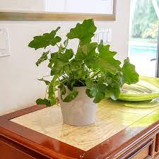 Bigger leaves with lots of texture help they get the light and the nutrients these plants need to grow. Indoor Plants The Home Depot In 2021 Indoor Flowering Plants Best Indoor Hanging Plants Indoor Plants Names