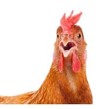 Check Out My New Single Chicken Distributed By Distrokid And Live On Google Play Chickens Chicken Bird Surprising Facts