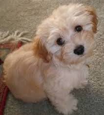 Havanese Xiiiiiii Maltipoo Havanese Puppies Havanese Dogs