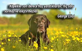 Kopekler Ile Ilgili Sozler Guzelsozler Anlamlisozler Manalisozler Guzel Sozler Ozlusozler Kopek Labrador Retrievers Labradors