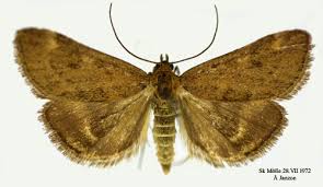 Image result for Pyrausta despicata