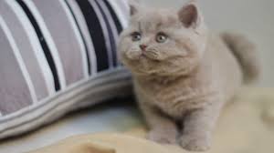 Fawn lilac british shorthair cat. Cattery Your Honor British Short Haired Girl Fawn Color Youtube