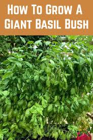 How To Grow A Giant Basil Bush A Pro Gardener Reveals Their Secret Basil Plant Vegetable Garden Tips Veg Garden