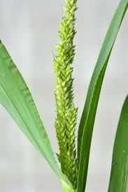 Image result for Daknopholis