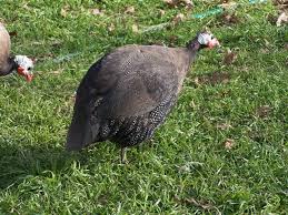 Guinea Fowl Birds That Look Like Turkeys Pin On Non Chicken Poultry