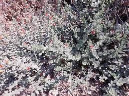 Image result for Kalaharia uncinata