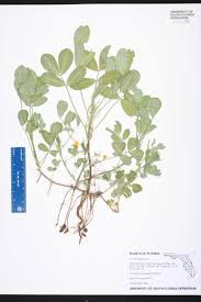 Image result for Arachis hypogaea