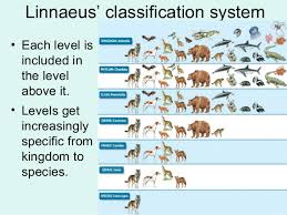 Taxonomy