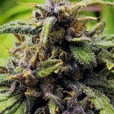 Red Hair Skunk Regular Ec Genetics Cannabis Seeds Canada
