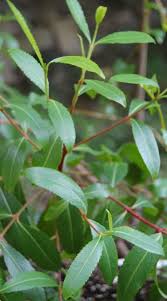 Image result for Catha edulis