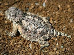 Conheça o lagarto que solta sangue pelo olho para enganar predadores - Fotos - R7 Hora 7