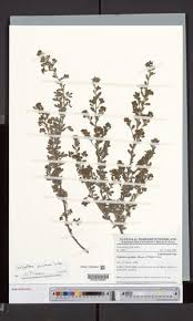 Image result for Indigofera paracapitata
