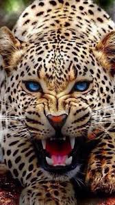 Iphone 5 Wallpapers Animals Wild Animals Wild Cats