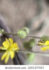 Image result for Triumfetta digitata