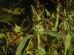 Image result for Leucas martinicensis