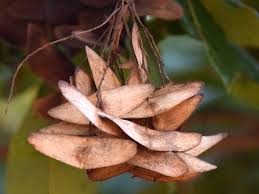 Image result for Terminalia superba